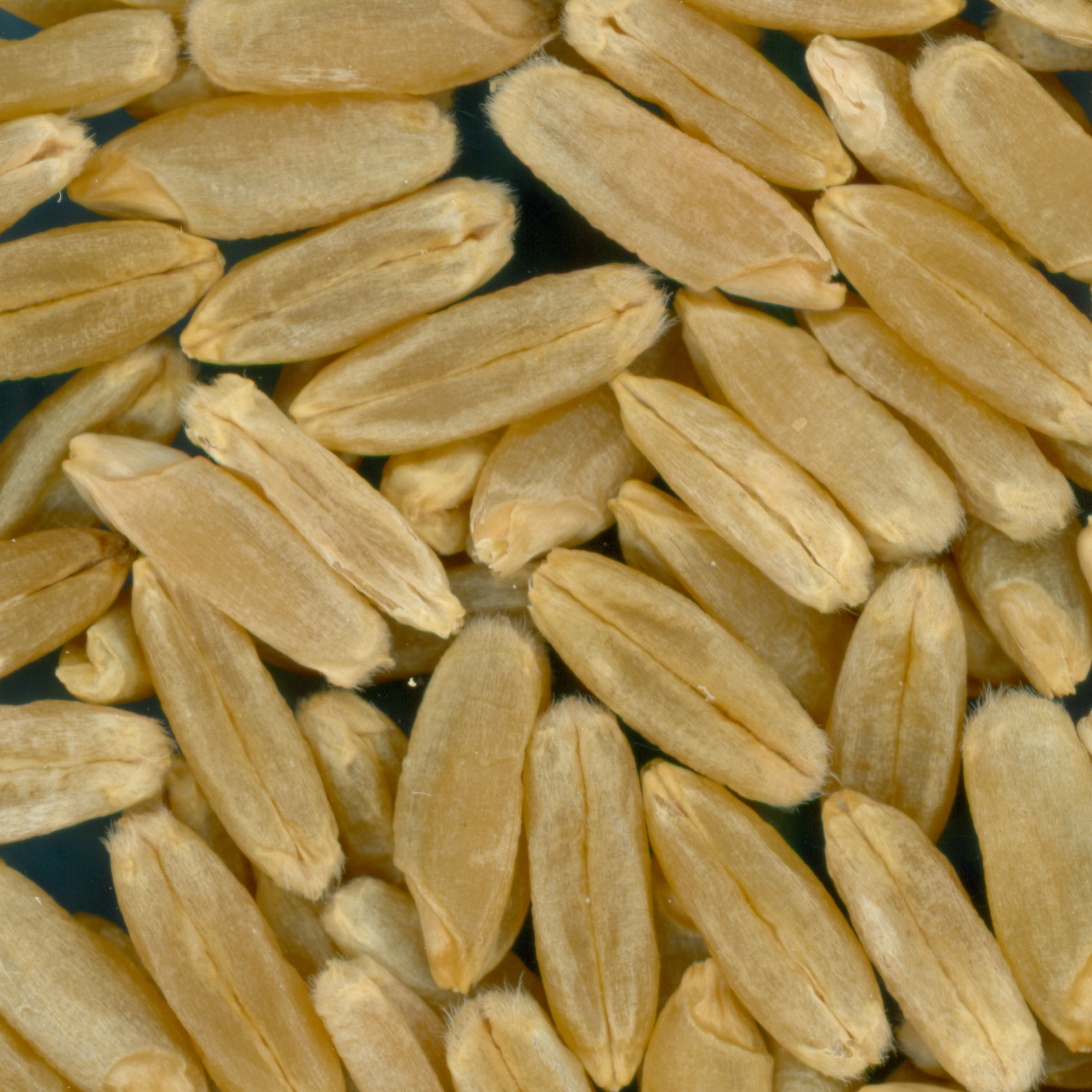 KERNELS